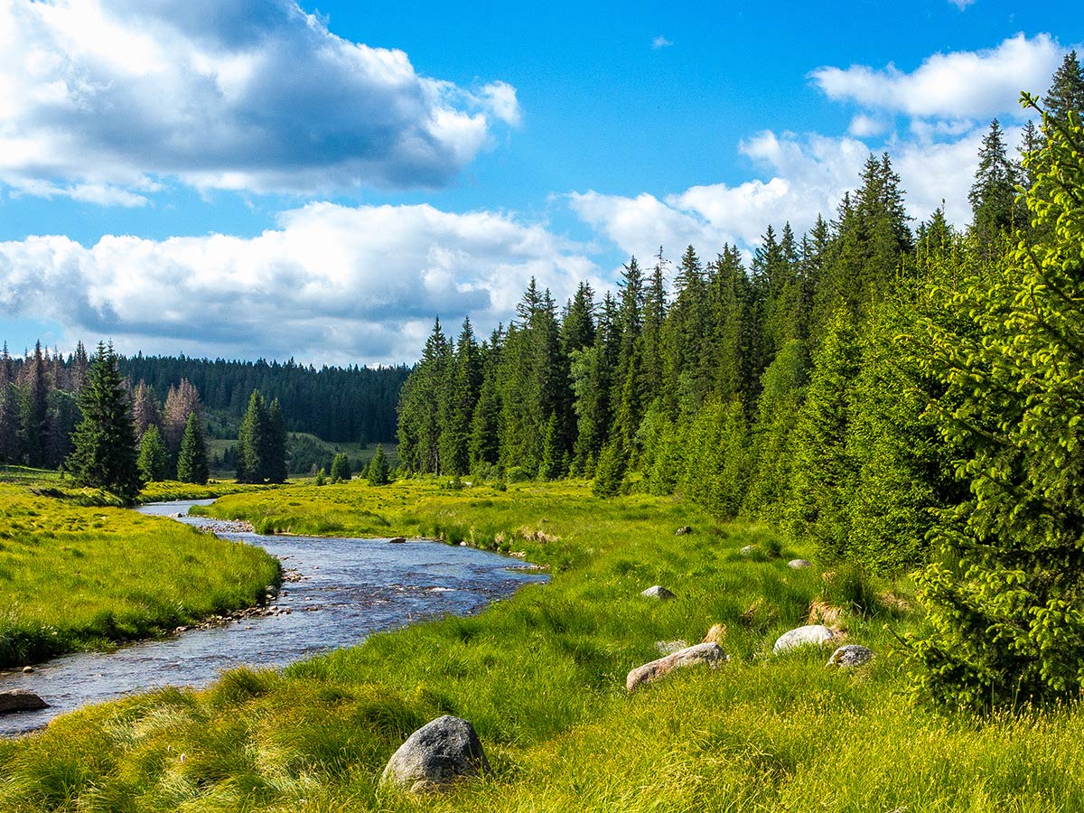 lindberg-bayerischer-wald-basenfasten-stellen-sie-die-weichen-fuer-mehr-gesundheit-und-wohlbefinden-flusslauf-im-nationalpark-waldbach-160299119.jpg