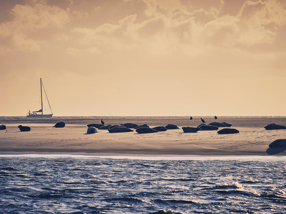 nordseeinsel-borkum-weite-straende-seehundbaenke-und-lebendige-traditionen-borkum-285635677.jpg