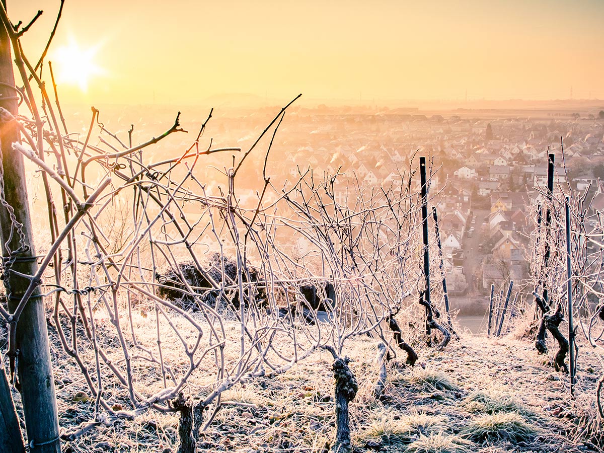 dieblich-an-der-mosel-stimmungsvolle-weihnachtszeit-moselwinter-mit-andernach-koblenz-cochem-und-weinerlebnis-winterfrost-132122285.jpg