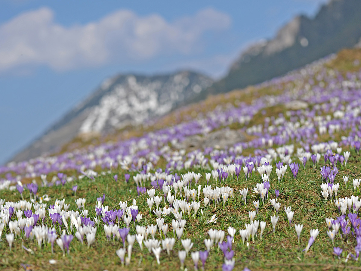 ruhpolding-winterzauber-in-den-bayerischen-alpen-mit-salzburg-fruehlingsboten-im-gebirge-105456309.jpg