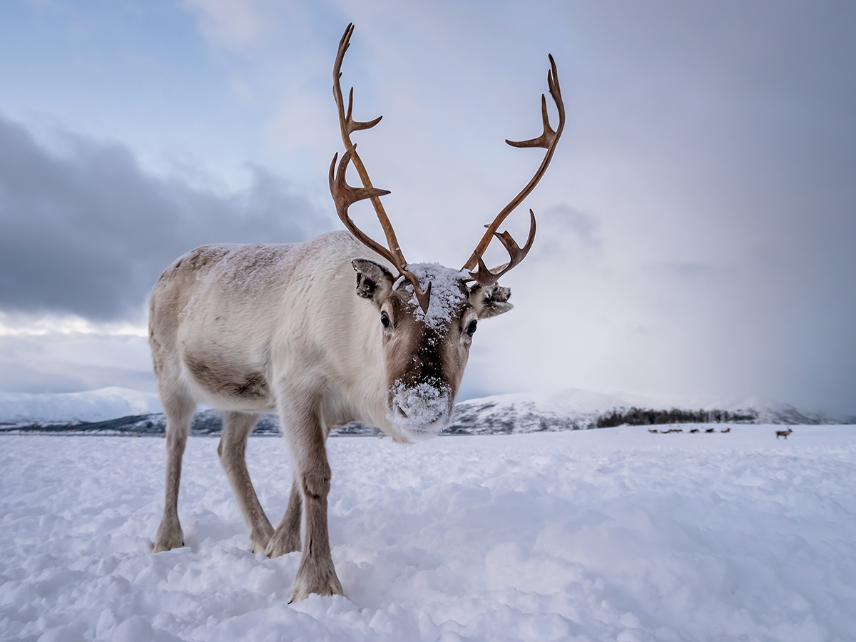 winterwunderland-suednorwegen-das-land-der-fjorde-und-fjelle-im-winterkleid-rentier-265390397.jpg