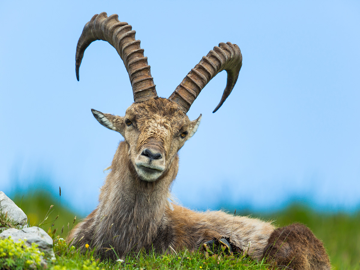 imst-erfrischender-kurzurlaub-in-den-tiroler-bergen-steinbock-in-den-alpen-115297138.jpg