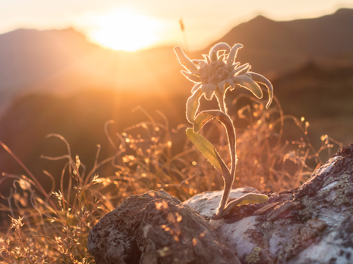 imst-goldener-herbst-edelweiss-auf-fels-im-herbstlichen-zillertal-302085887.jpg