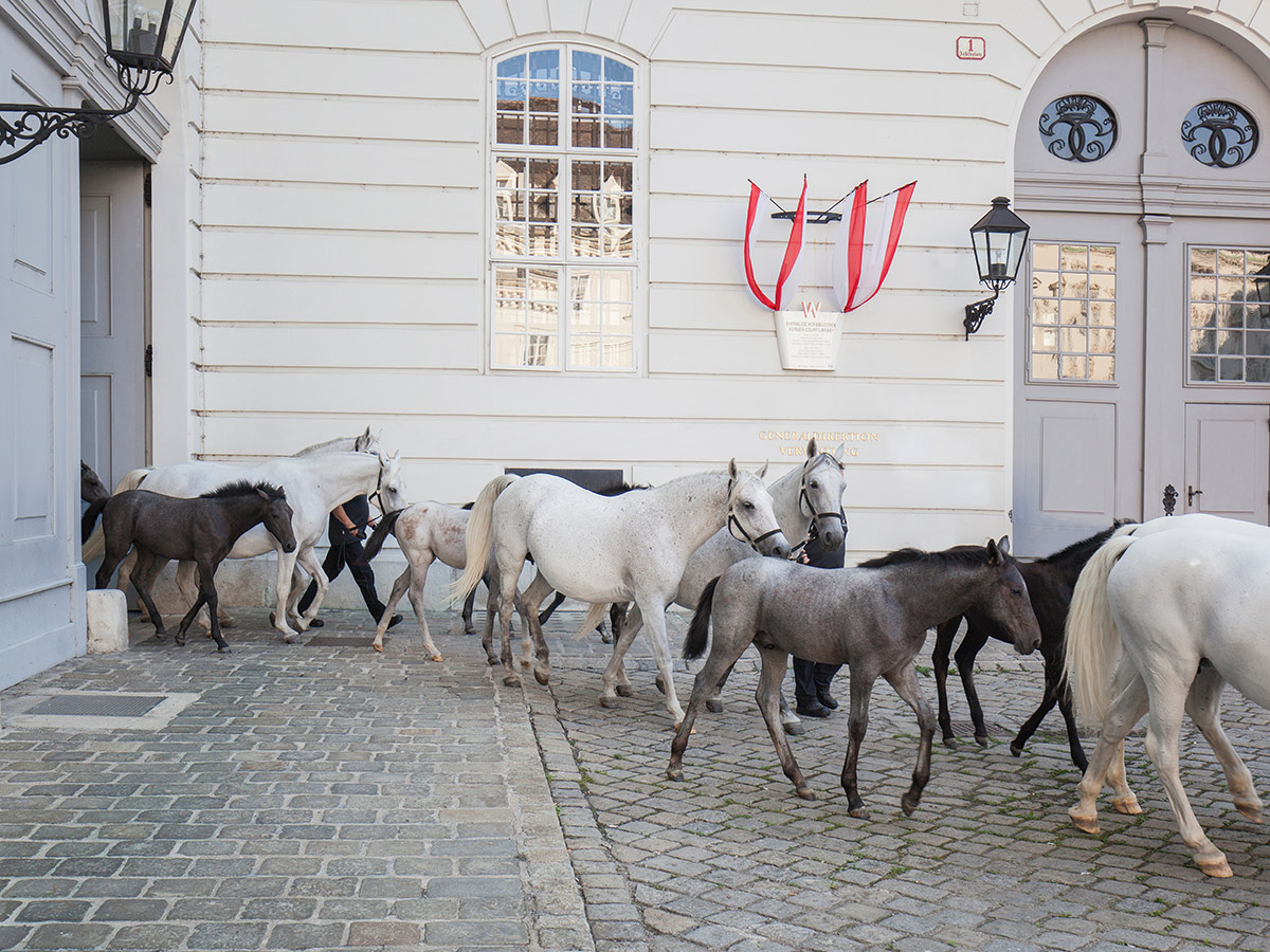 imperiales-wien-entdecken-sie-die-glanzvolle-ringstrasse-die-majestaetischen-lipizzaner-lipizzaner-spanische-hofreitschule-wien-215939574.jpg