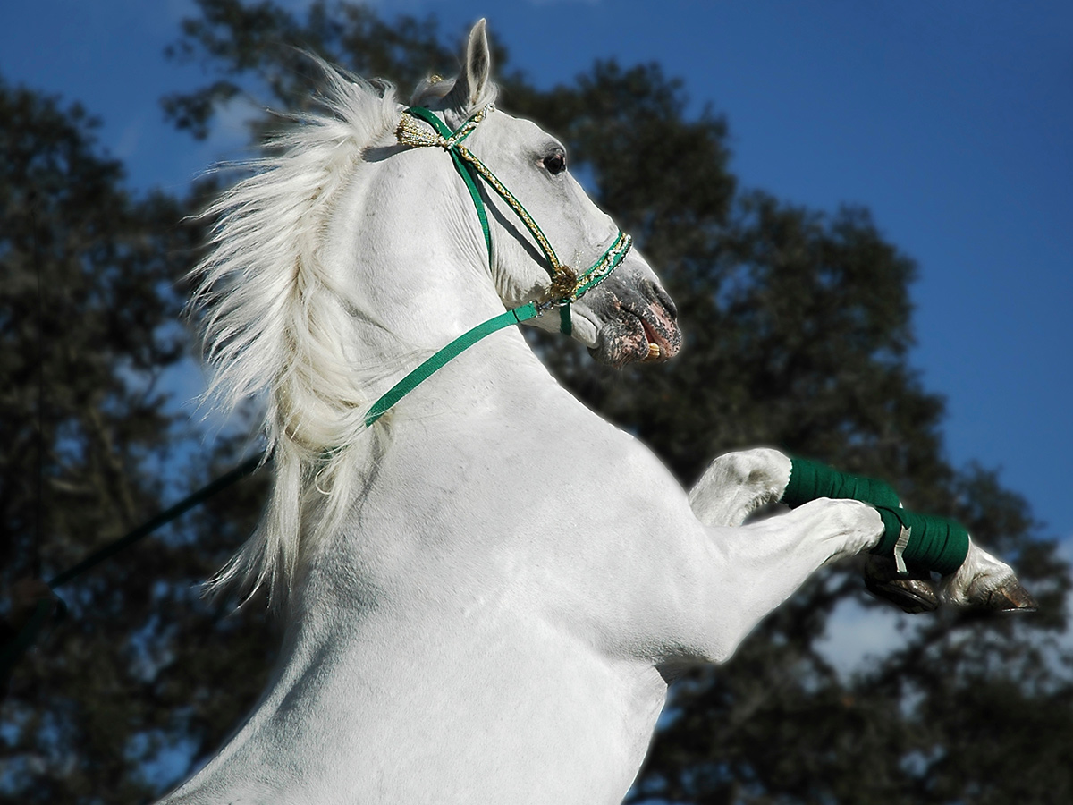 wien-entdecken-sie-die-glanzvolle-white-stallion-5808573.jpg